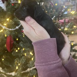 Girl 3 - Black and tan female Dachshund puppy in Gouverneur, New York from Dack Dachshunds