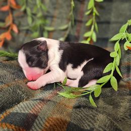 Basil - Tri-color male Border Collie puppy in Dewey, Arizona from Fásach Stockdogs