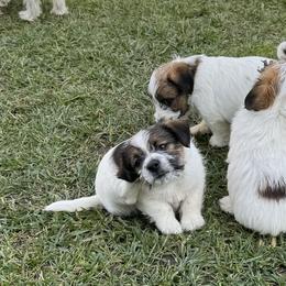 Russell Terriers from Roger's Russell Terriers