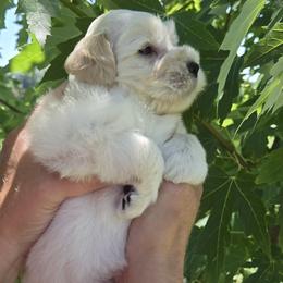 Atzu - Wheaten male Miniature Schnauzer puppy in Hertford, North Carolina from Little Bug Schnauzers