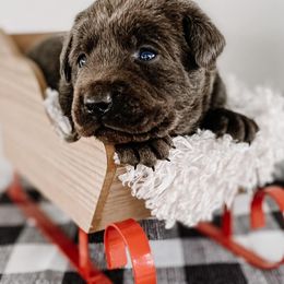 Dilute Retrievers and Labrador Retrievers from Landon J Farms