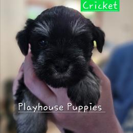 Cricket - Black and silver female Miniature Schnauzer puppy in Lebanon, Missouri from Playhouse Puppies