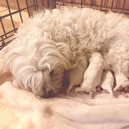 Maltese puppies from Logan's Perfect Puppies