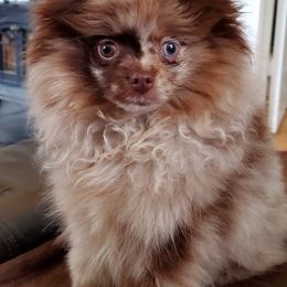 Pomeranian Puppies from Pampered Pomeranians