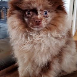 Pomeranian Puppies from Pampered Pomeranians