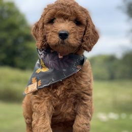 Goldendoodle Puppies from Hilltop Mini and Teddy Bear Doodles