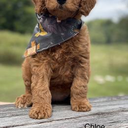 Goldendoodle Puppies from Hilltop Mini and Teddy Bear Doodles