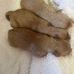 Boy 2 - Golden male Golden Retriever puppy in Murrieta, California from Golden Haven