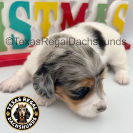 Grey 3000 - Dapple male Dachshund puppy in Houston, Texas from Texas Regal Dachshunds LLC