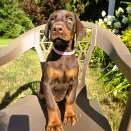 Ms. Amber - Red and rust female Doberman Pinscher puppy in Chagrin Falls, Ohio from Schloss Velburg Dobermanns