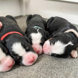 Bernese Mountain Dog Puppies from MI Doodles