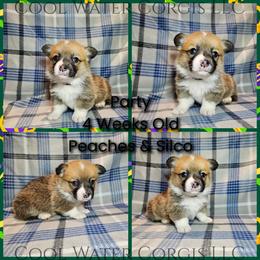 Party - Red male Pembroke Welsh Corgi puppy in Kiowa, Colorado from Cool Water Corgis LLC