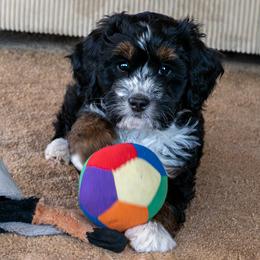 Aluminum - Tri-color female Bernedoodle puppy in Roy, Utah from Doodles are Amazing
