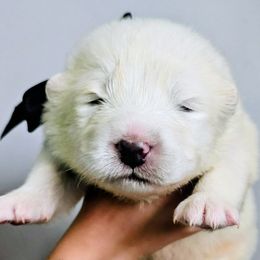 Black collar - White male Samoyed puppy in Downey, Idaho from Seven Diamond Samoyeds