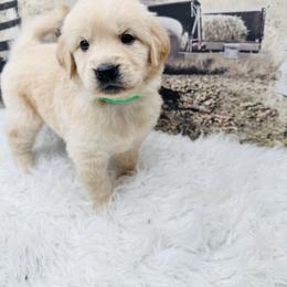 Turquoise - Light golden female Golden Retriever puppy in Harrisburg, North Carolina from Bunn Ranch Goldens & Bernese