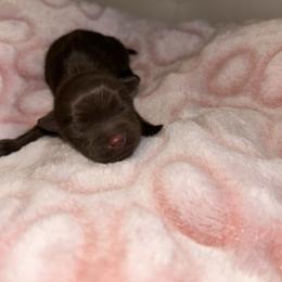 Amex - Chocolate and tan female Yorkshire Terrier puppy in Lynwood, Illinois from SaintNicksWay