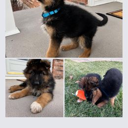 German Shepherd Puppies from Ewig Krieger Kennels
