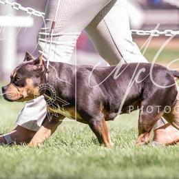 American Bullies from Solidified Midwest Bullies