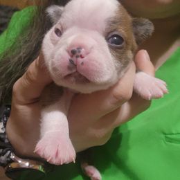 Cradle - Seal brindle and white Boston Terrier puppy in Carroll County, Georgia from Peachy Keen Bostons and Frenchies