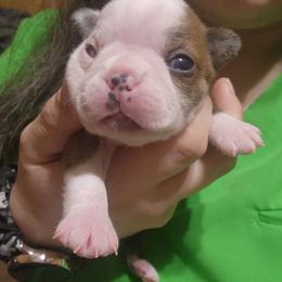 Cradle - Seal brindle and white Boston Terrier puppy in Carroll County, Georgia from Peachy Keen Bostons and Frenchies