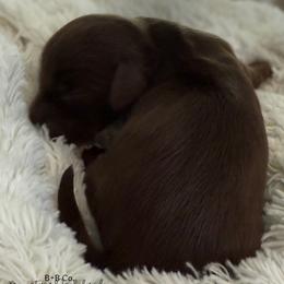 Dachshund Puppies from B+B Co Miniature Dachshunds