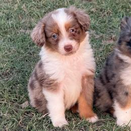 Oliver - Red merle male Toy Australian Shepherd puppy in Ambrose, Georgia from Brandilyn's Aussies