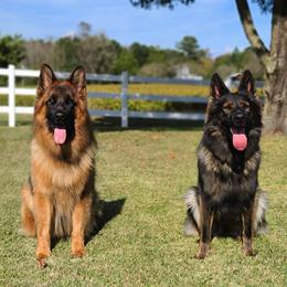 German Shepherds from Southern Creek (Vom Südbach) German Shepherds