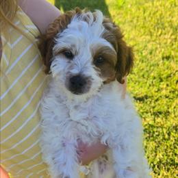 Onyx - Blenheim male Cavapoo puppy in Blackfoot, Idaho from Rocky Desert Goldens and Cavaliers