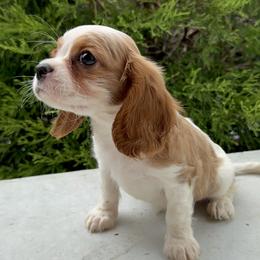 Cavalier King Charles Spaniel Puppies from Freeman's Royal Cavaliers