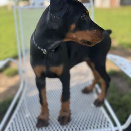 Freya - Black and rust female Doberman Pinscher puppy in Aredale, Iowa from Royal Dynasty Dobermann Kennel