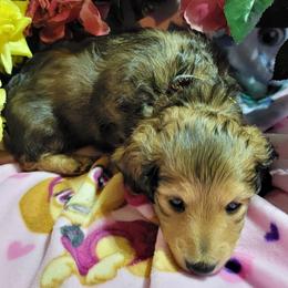 Dachshund Puppies from CLARK'S BREEDING PROGRAM