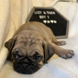 Boy 1 - Fawn male Pug puppy in Norborne, Missouri from Pug Palace