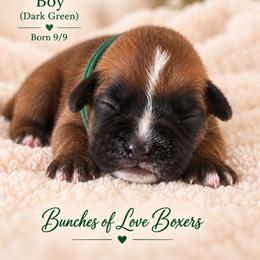 Green - Trackr - Fawn male Boxer puppy in Wittmann, Arizona from Bunches of Love Boxers