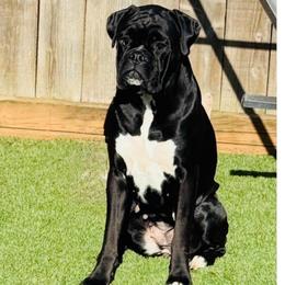 Raven - Brindle female Boxer puppy in Sultan, Washington from Aphrodite Boxers Von Kesler Haus
