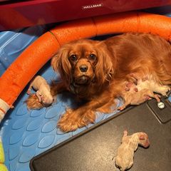 Cavachon puppies from Terrie’s Cavachons & Cavalier King Charles Spaniels