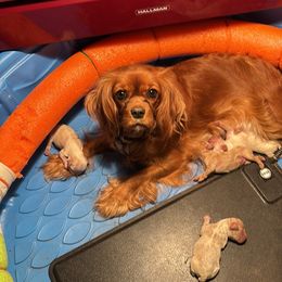 Cavachon puppies from Terrie’s Cavachons & Cavalier King Charles Spaniels