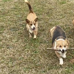 Pembroke Welsh Corgi Puppies from Red Elephant Farms