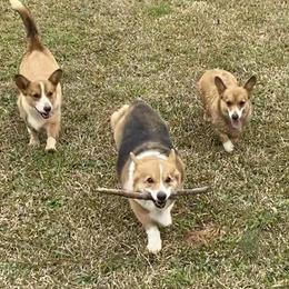 Pembroke Welsh Corgi Puppies from Red Elephant Farms