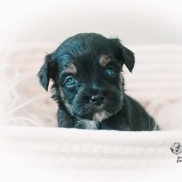 Bernedoodle and Goldendoodle Puppies from Hommel’s Mini Darling Doodles
