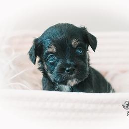 Bernedoodle and Goldendoodle Puppies from Hommel’s Mini Darling Doodles