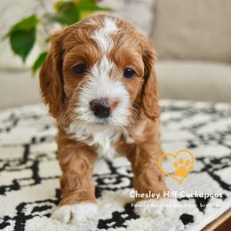 Cockapoo Puppies from Chesley Hill Cockapoos