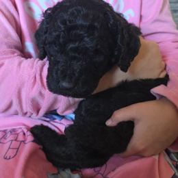 Micah - Black male Poodle puppy in Gillette, Wyoming from Vom Prater Haus German Shepherds and Standard Poodles