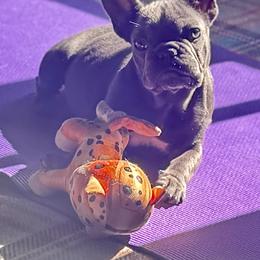 Barbe-Nicole - Blue female French Bulldog puppy in Glen Ellen, California from Frenchie’s of Glen Ellen