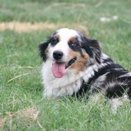 Brida - Miniature Australian Shepherd