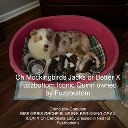 Miniature American Shepherd Puppies from Fuzzbottom Miniature American Shepherd