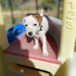 Jack Russell Terrier Puppies from Fair Dinkum Jack Russell Terriers