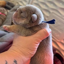 McGhee - Lilac tri-color male Bulldog puppy in Hernando, Mississippi from Blues City Bulldogs