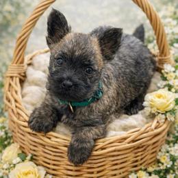 Male 1 - Wheaten brindle male Cairn Terrier puppy in Shell Knob, Missouri from Stoneridge Kennel