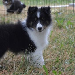 Shetland Sheepdog Puppies from Sunny Shelties