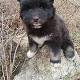Boy 1 - Black and white male Siberian Husky puppy in West Liberty, Ohio from Skyfallsiberians